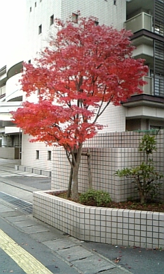 071206ﾌﾞﾛｸﾞ用写真 c.jpg