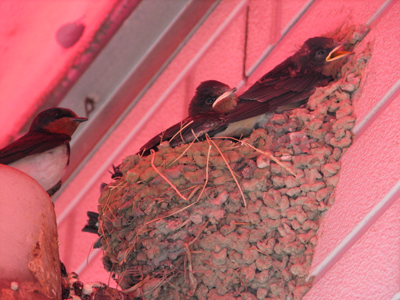 090714_Swallow_1.jpg