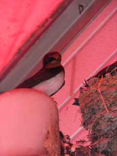 090714_Swallow_2.jpg