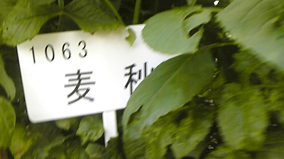 2_麦秋看板.jpg