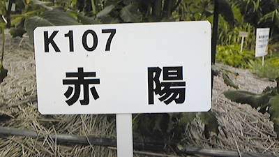 3_赤陽看板.jpg