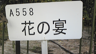 5_花の宴看板.jpg