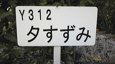 6.5_夕すずみ看板.jpg