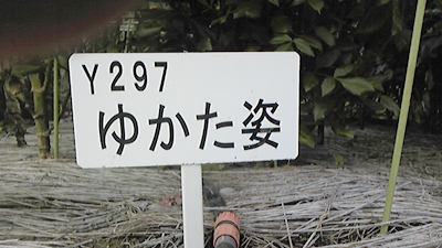 7_ゆかた姿看板_1.jpg
