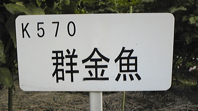8_群金魚看板.jpg