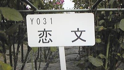 9_恋文看板.jpg