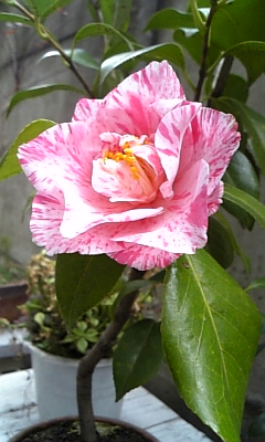 D00001.JPG