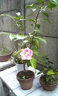D00002.JPG