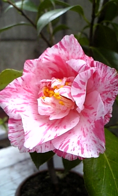 D0003.JPG