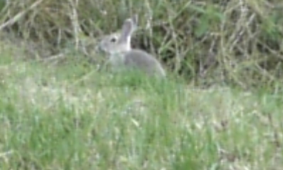 Rabit00003.JPG