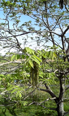 aDVC00001.JPG