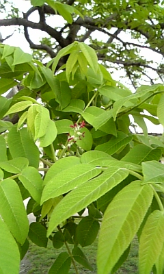 bDVC00004.JPG