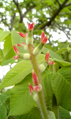 dDVC00009.JPG