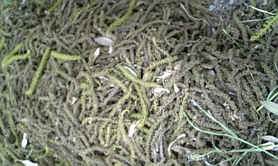 gDVC00013.JPG